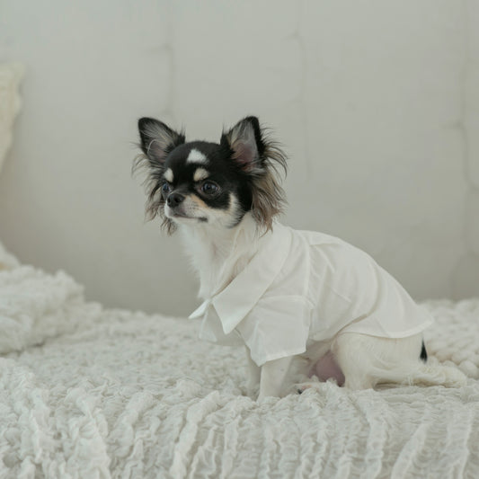 シンプルシャツ