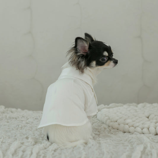 シンプルシャツ